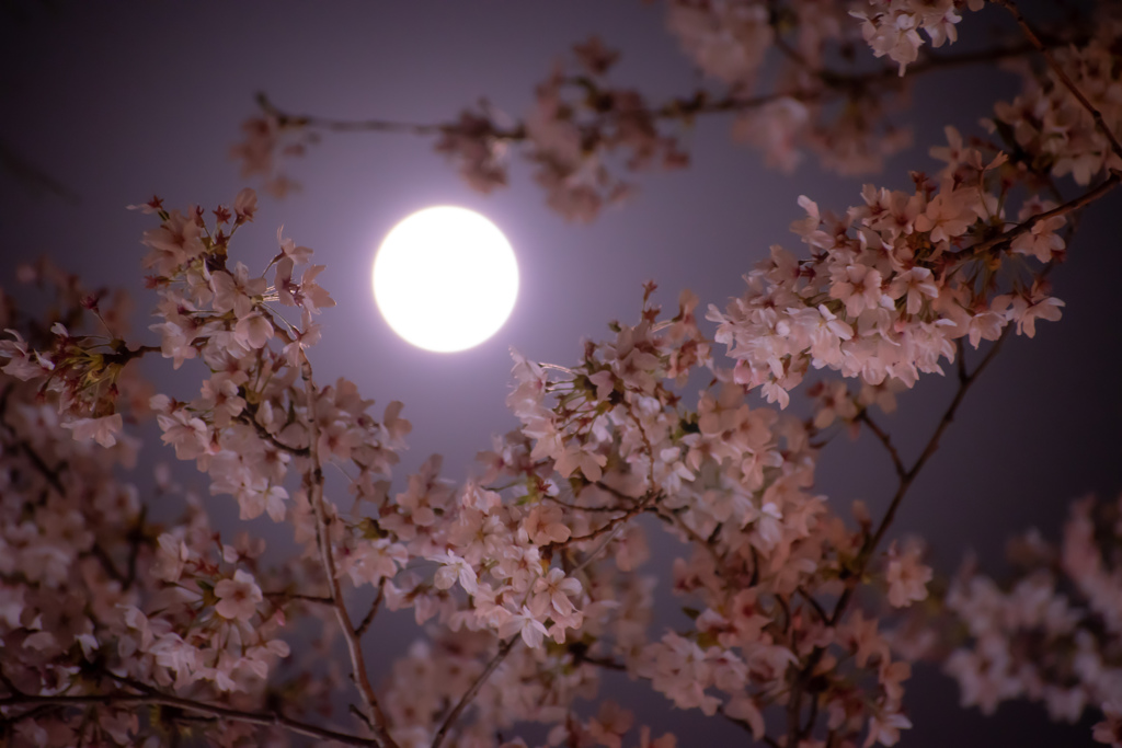 月と桜 By Hipensee Id 写真共有サイト Photohito