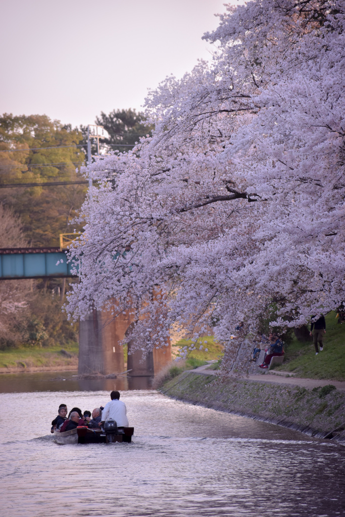 桜遊覧船