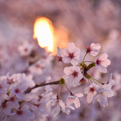 夕日と桜