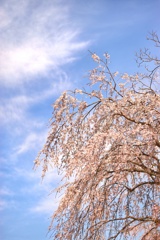 名古屋城の桜