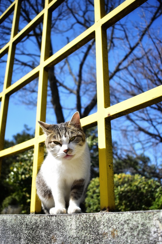 尾道の猫