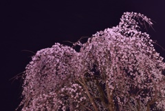 闇と桜