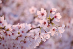 透過桜
