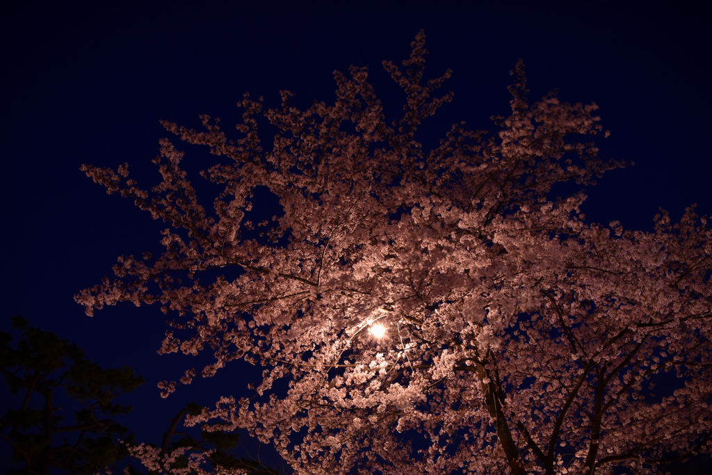 夜の桜