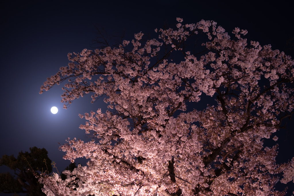 月と桜