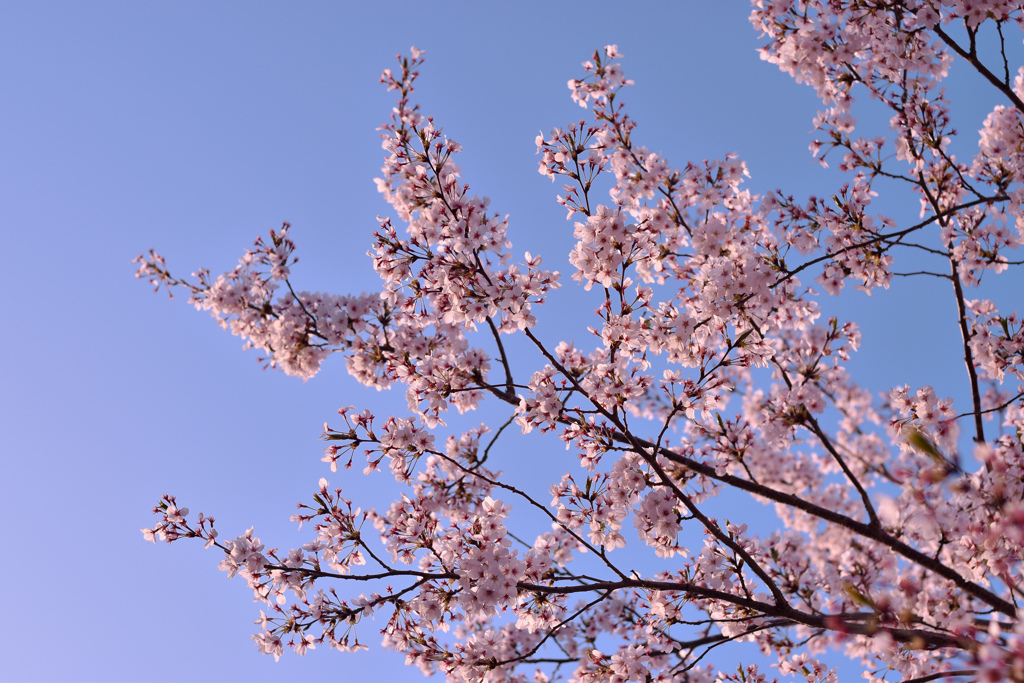 青空と桜