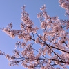 青空と桜