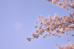 桜と雲