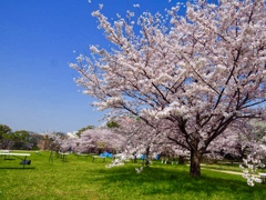 春爛漫 舞鶴公園