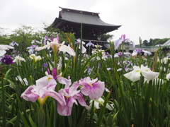 菖蒲in宮地嶽神社