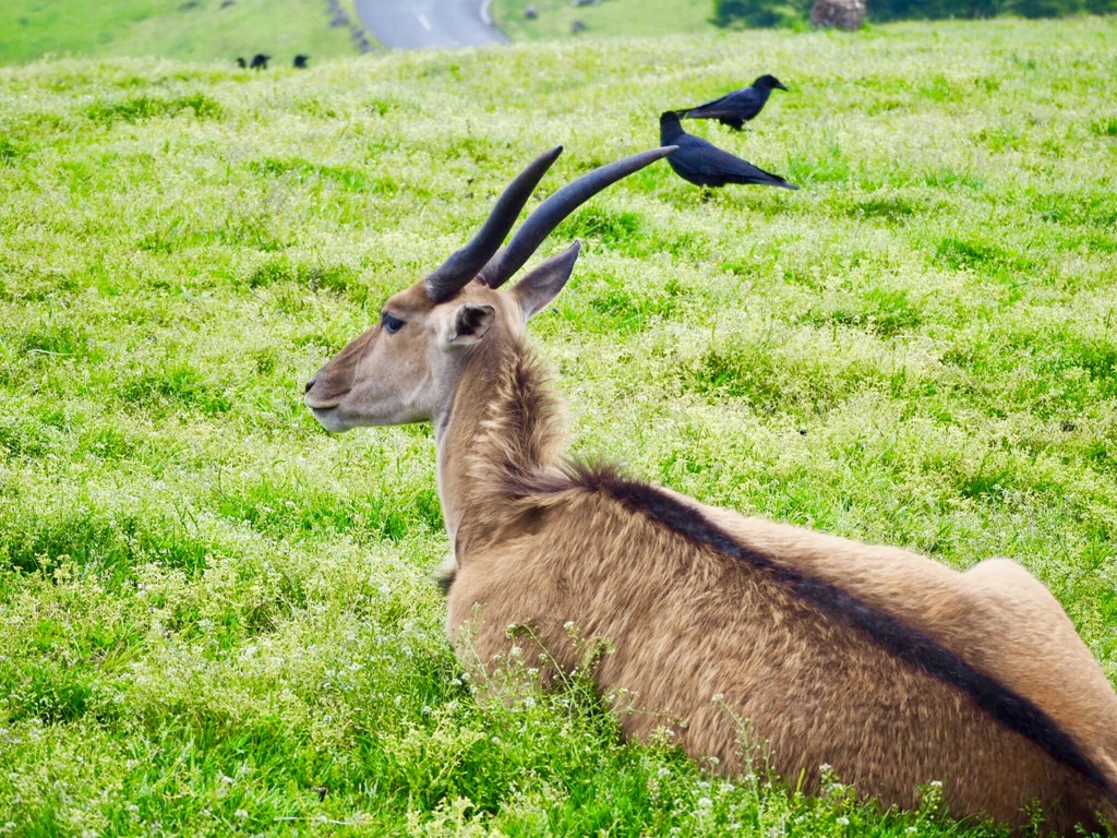 アフリカンサファリ  エランド