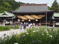 菖蒲in宮地嶽神社③