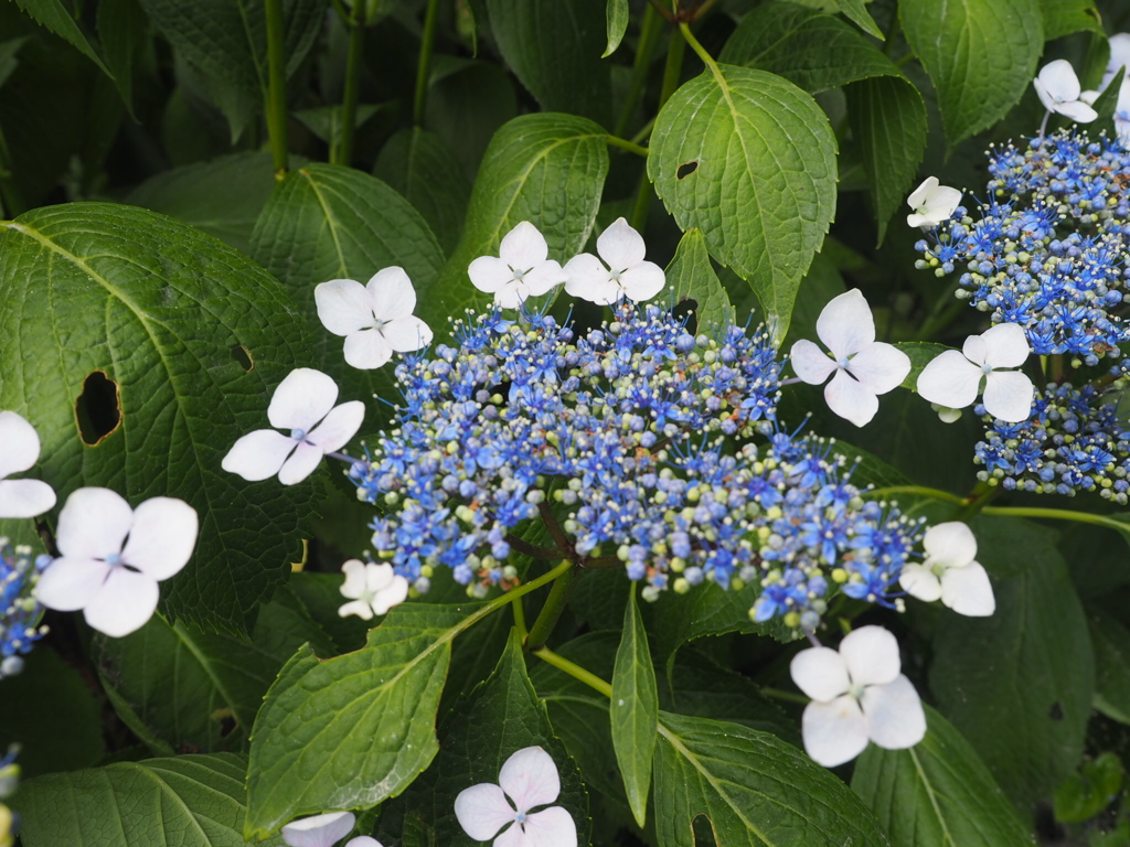 可愛い紫陽花