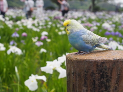 菖蒲を見つめるインコ