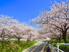 春爛漫 原上公園