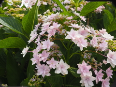 菖蒲in宮地嶽神社④