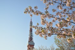 東京タワーと桜
