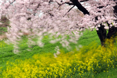 春の風