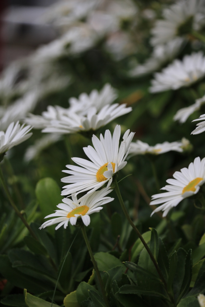 DFC9894B-7650-46CC-9D96-B872BBEC62B7