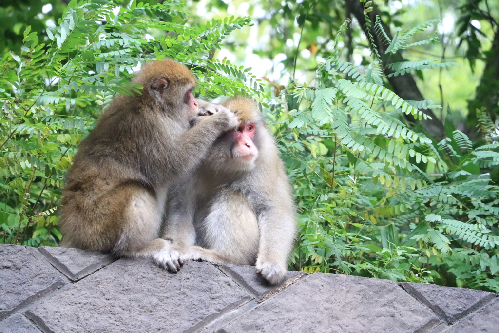 野生のお猿