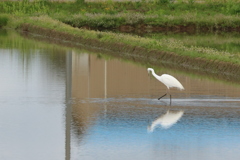 水田に映る