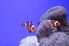 かくれてないクマノミ