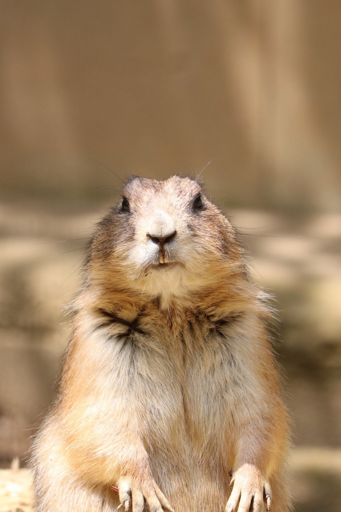 プレーリードック