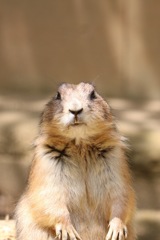 プレーリードック