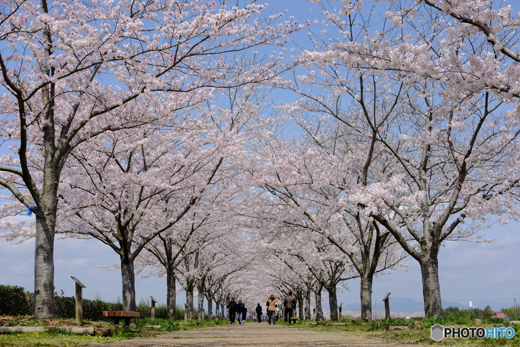 sakura 4km