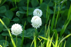 野に咲く花