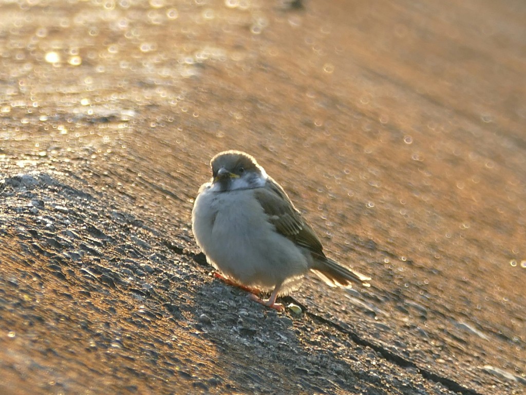 スズメなのに鳩胸