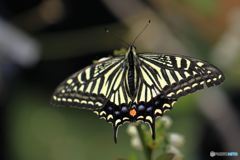 　蝶  　ナミアゲハ