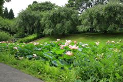 　池には大賀ハスが満開