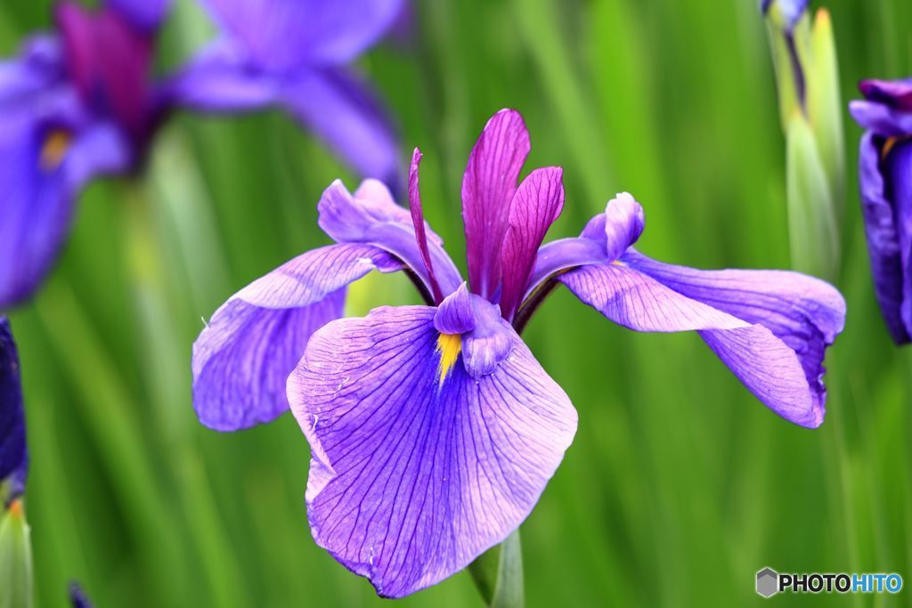 花菖蒲　雨が恋しい。