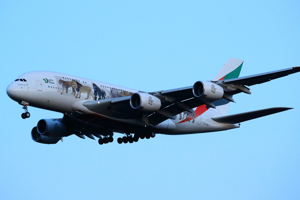 エミレーツ航空 A380　動物愛護　像もライオンも乗ってるよ。