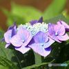 　　紫陽花