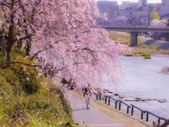 鴨川と桜