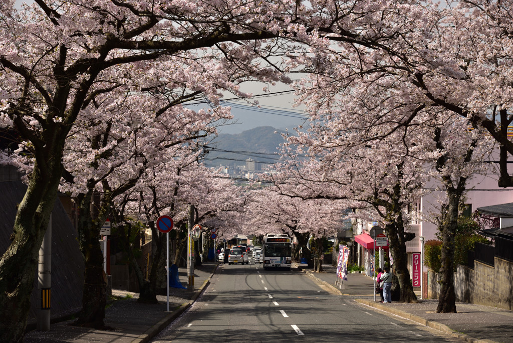 桜のアーチ