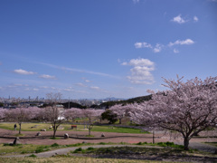 桜を超えて