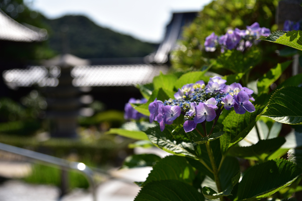 瑠璃光寺の紫陽花