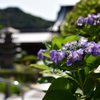 瑠璃光寺の紫陽花