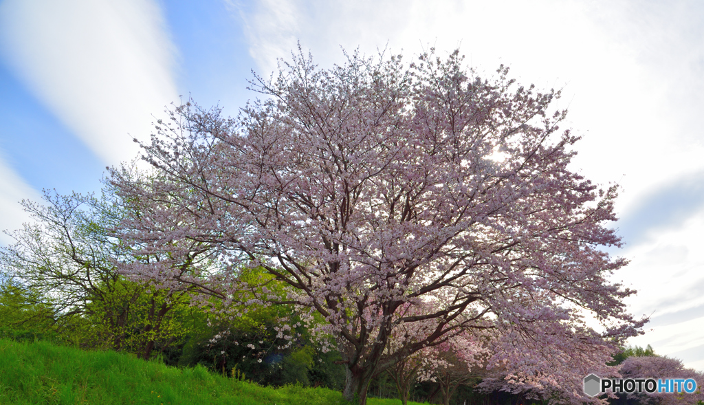 桜