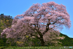 牛代のみずめ桜