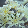 白花曼殊沙華