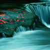水の流れと赤い葉