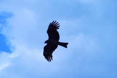 鳶