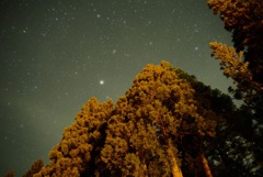森からの星空