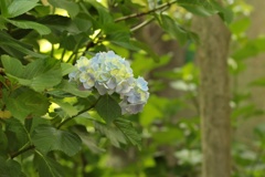 紫陽花