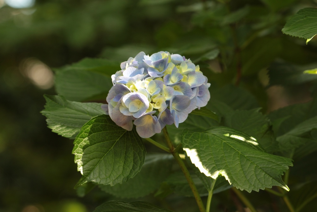 紫陽花