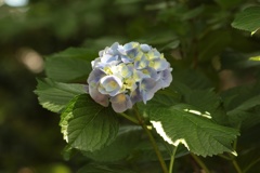 紫陽花